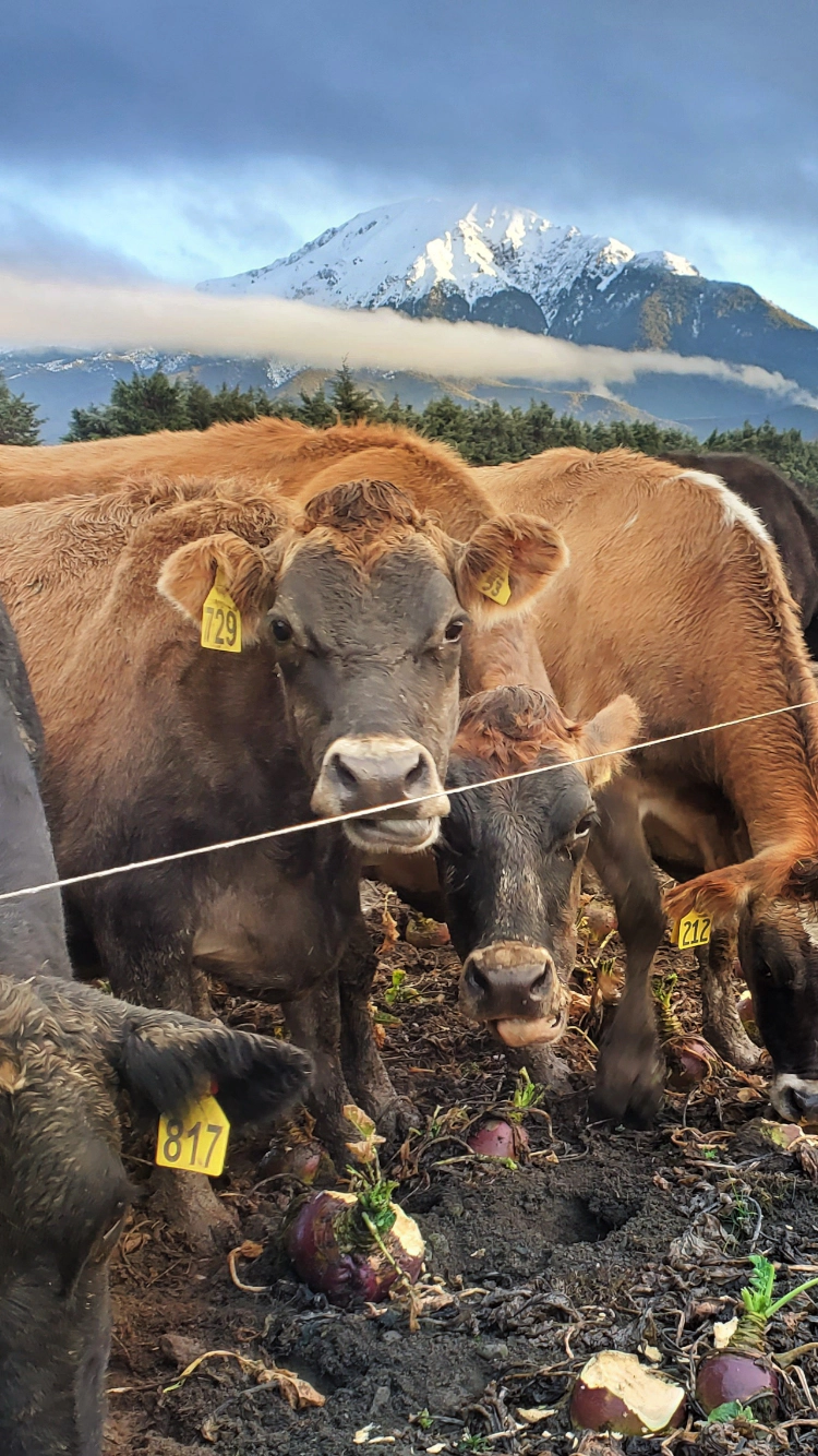 Cows Grazing